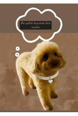 TAŞLI KÖPEK KOLYE TASMA AKSESUARI (İSTEDİĞİNİZ HARFİ MESAJ OLARAK BELİRTİN)